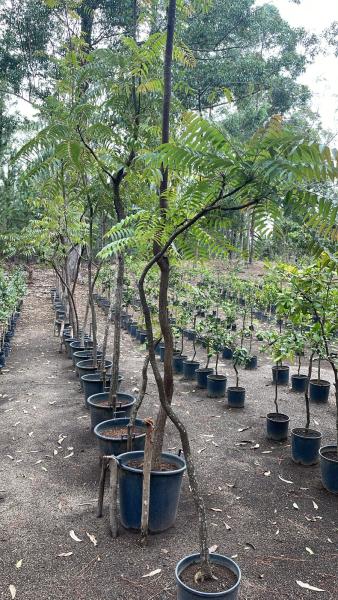 Reforestation à Grande Échelle