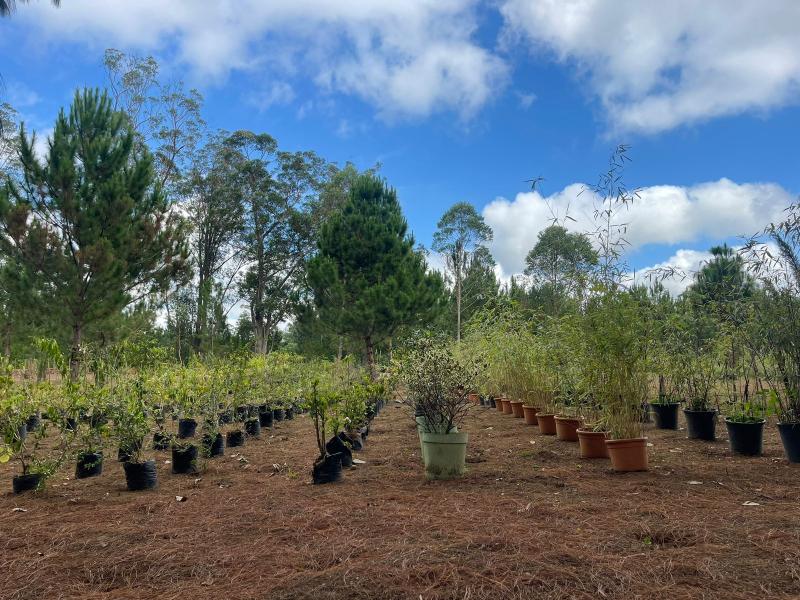 Reforestation & plantations